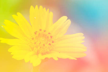 Beautiful singapore daisy blooming in spring garden with blurred background, rainbow toneの写真素材