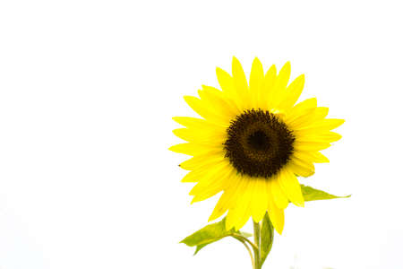 sunflower on white background, isolated flower with spacing for captionの写真素材