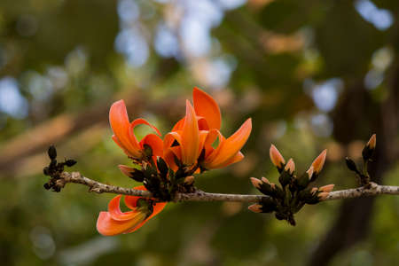 Orange Bastard Teak in the jungle, Symbol Flower of Udon thaniの写真素材
