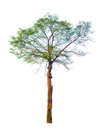 tree on white backgroundの写真素材