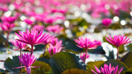 pink lotus field, soft focusedの写真素材