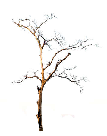 burned leafless tree on white backgroundの写真素材