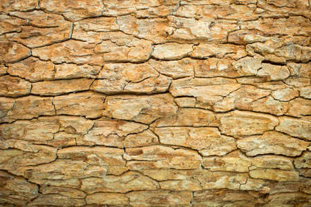 tree skin texture background, blurred and vignette cornerの写真素材