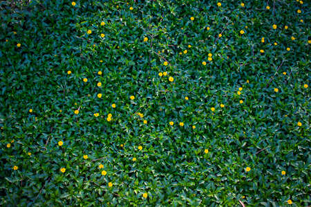 yellow flower on green leaf abstract background, blurred and vignette corner