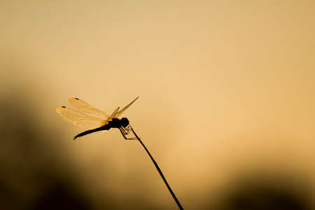 silhouette dragonfly at sunsetの写真素材