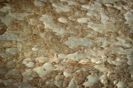 tree bark abstract background