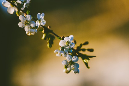 Beautiful spring cherry flowers
