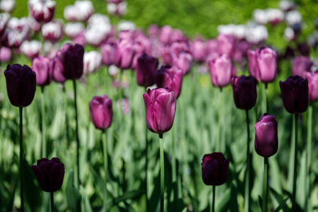 set of multicolored tulipsの写真素材