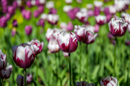 set of multicolored tulipsの写真素材