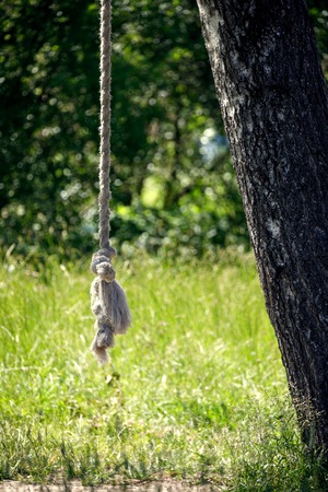 homemade swing rope on a treeの写真素材
