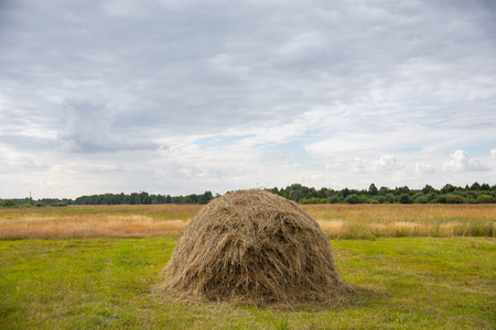Old cart with hay in the field against the background of treesの写真素材