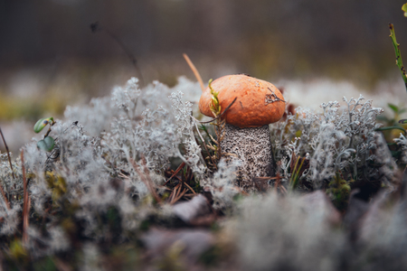 mushroom in the forestの写真素材