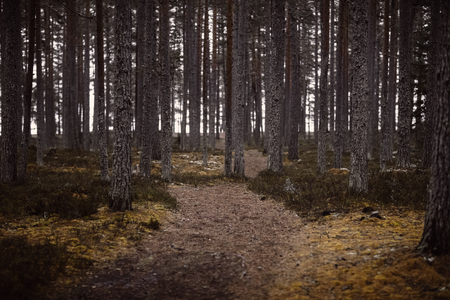 Pine forest. autumn sullen nature. green woodland