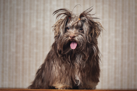 Havanese dog at home. Beautiful small puppyの写真素材