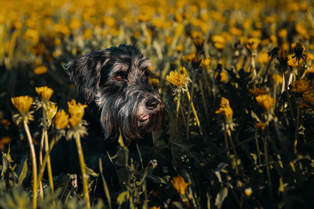 Miniature schnauzer Zwergschnauzer dog on the field with flowersの写真素材