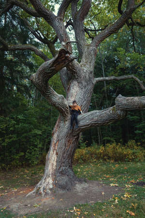 the boy sits on a beautiful large tree. a child climbed a tall tree