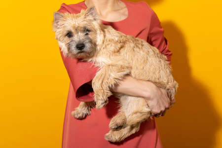 kern terrier on a yellow background. Petrenthood concept. Pet owner holding a dog.の写真素材