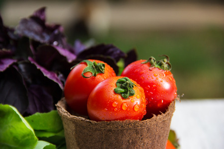 Juicy fresh tomatoes in a paper bucket. Ingredients for summer salad.の写真素材