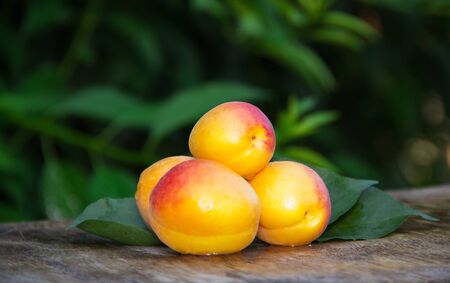 Ripe apricots on an old table. Summer fruits. Seasonal concept.の写真素材
