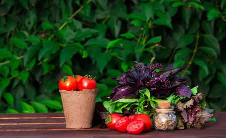 Juicy tomatoes in a paper bucket and greens for salad. Fresh vegetables and basil.の写真素材