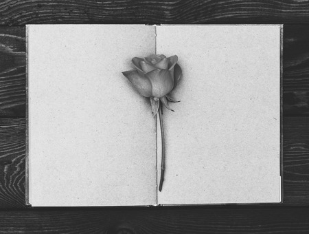 Rose on open book. Dramatic background. Mourning background. Monochrome. Copy spaceの写真素材