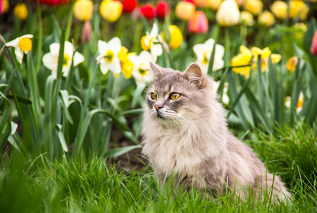 Street cat in the spring garden. Gray fluffy cat sits in flowers. Cat in the flowerbed. Copy space. Spring time.の写真素材