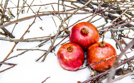 Three ripe pomegranates in  winter garden in the snow.の写真素材