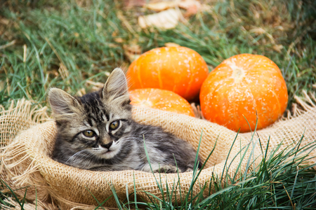 Cat and pumpkin. Kitten in the basket. Kitten in the autumn garden.の写真素材