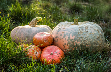 Pumpkins in the home garden. Autumn harvest. Pumpkins in the green grassの写真素材