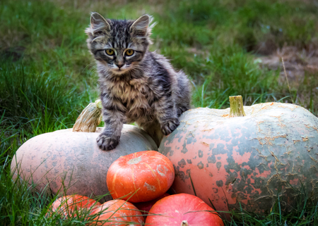 Little cat is sitting on a pumpkin. Kitten in the autumn garden. Cat and pumpkinの写真素材