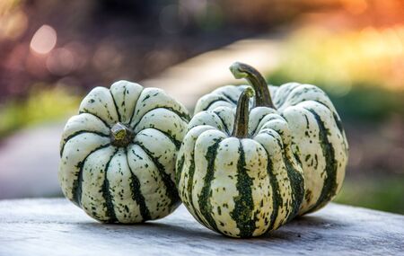 Striped pumpkins. Decorative mini pumpkins. Pumpkins on table in the gardenの写真素材
