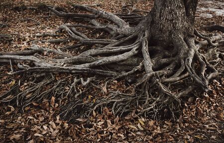 Roots of an old tree. Old roots and dry leaves.の写真素材