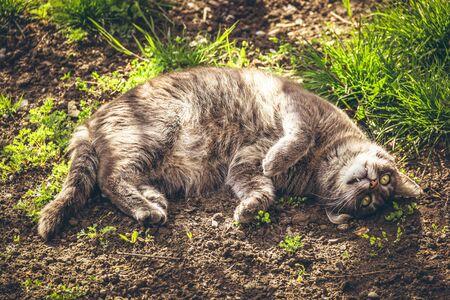 Happy cat lies on the grass. Gray cat in the garden. Cat lies in the sunの写真素材