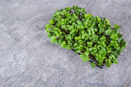 Healthy green fresh herbs. Fresh young radish leaves. Radish microgreen copy spaceの写真素材