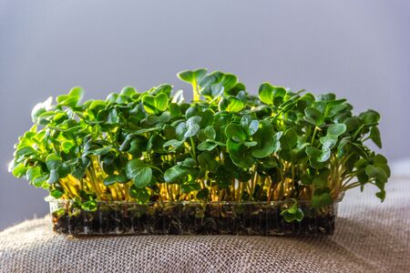 Fresh Raw Green Microgreens. Young leaves of radish. Healthy green fresh herbsの写真素材