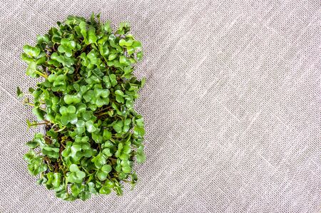 Radish leaves on the table. Radish sprouts copy space. Fresh green delicious microgreens. Microgreen backgroundの写真素材