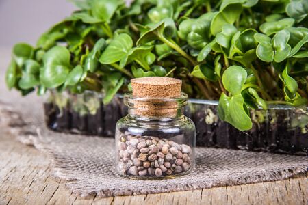 Seed bottle. Radish seeds. Young radish sprouts. Radish microgreenの写真素材