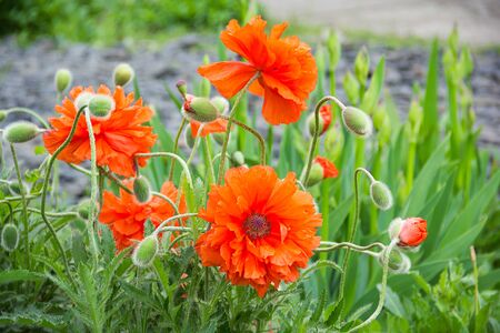 Flower red poppy blooming in the garden. Peony poppy. Decorative poppy. Beautiful red poppy flowerの写真素材