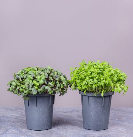 Fresh herbs in pots. Pots with micro cabbage and watercress. Young microgreen sproutsの写真素材