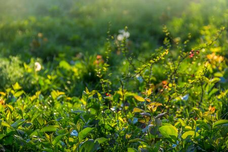 Natural background green grass and sun. Meadow wild sunny backgroundの写真素材
