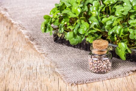 Radish seeds, young radish sprouts. Useful sprout microgreens and seedsの写真素材