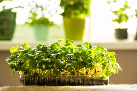 Row sprouts of radish microgreens. Young leaves of radish. Healthy green fresh herbsの写真素材