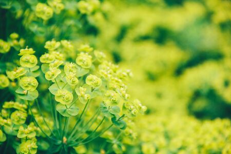Bupleurum rotundifolium. Green flower in the garden blurred background. Apiaceae flowerの写真素材