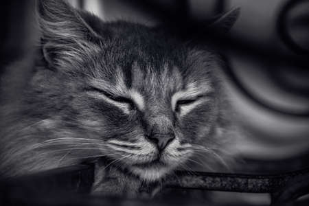Sleeping gray cat, close-up portraitの写真素材