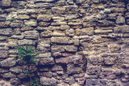 Old wall of shell rock.