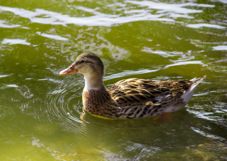Duck in a green pondの写真素材