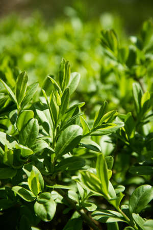 Green natural background with boxwood. Buxus branches. Lush green leavesの写真素材