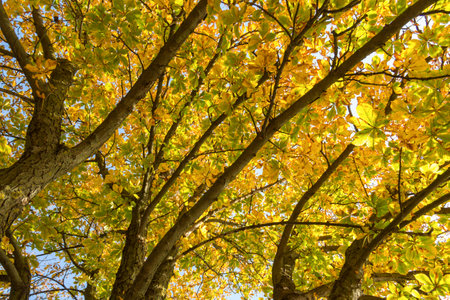 Yellow leaves on chestnut treeの写真素材