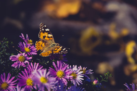 Vanessa cardui on aster flowers. Butterfly Vanessa cardui macro photo