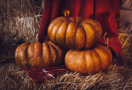 Orange pumpkins on the hay.の写真素材
